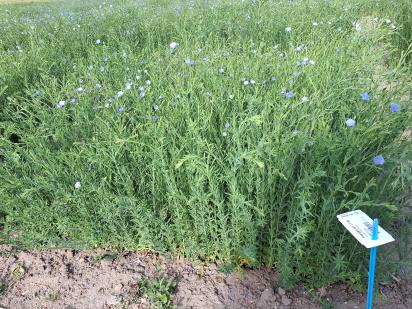 Click for 1 image(s) for this accession.